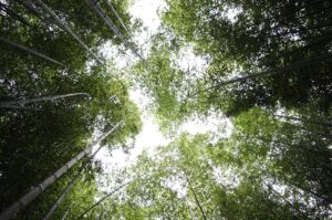 個人再生と任意整理、どちらがあなたに最適な選択？